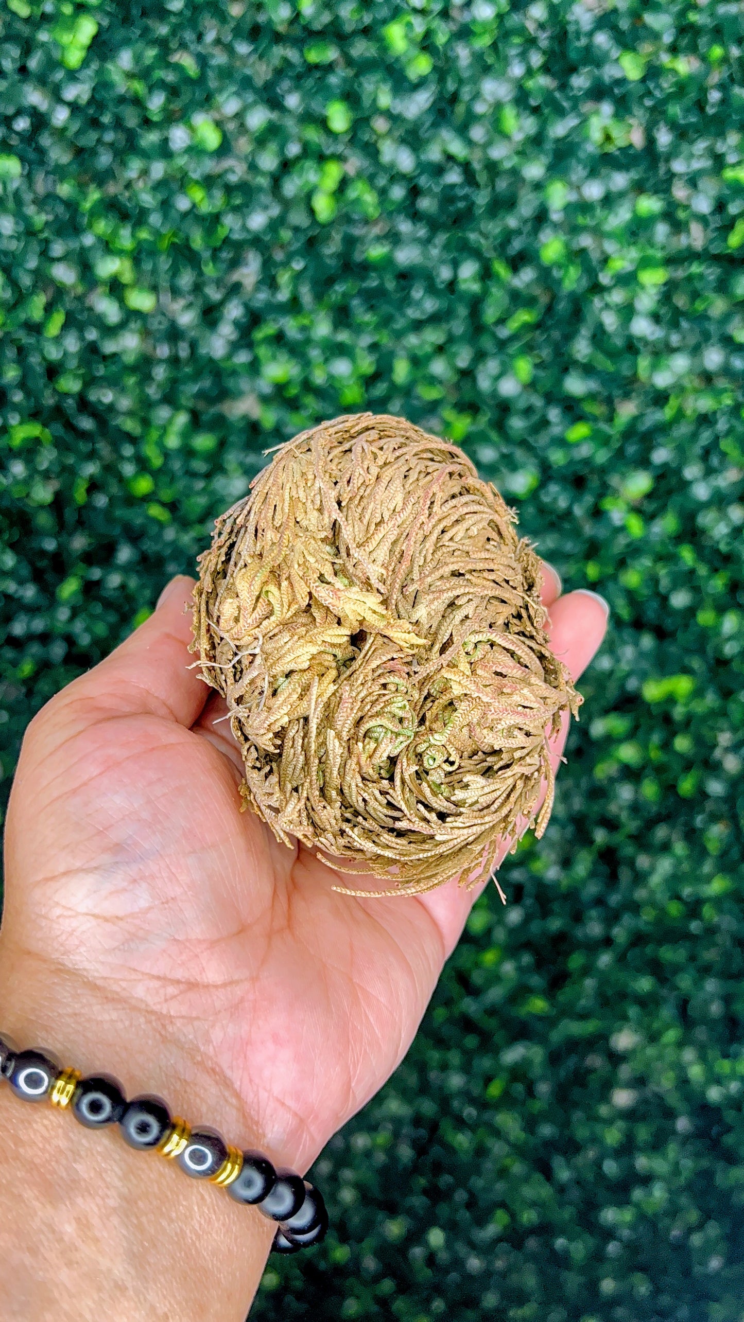 Rose Of Jericho
