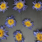Blue Lotus