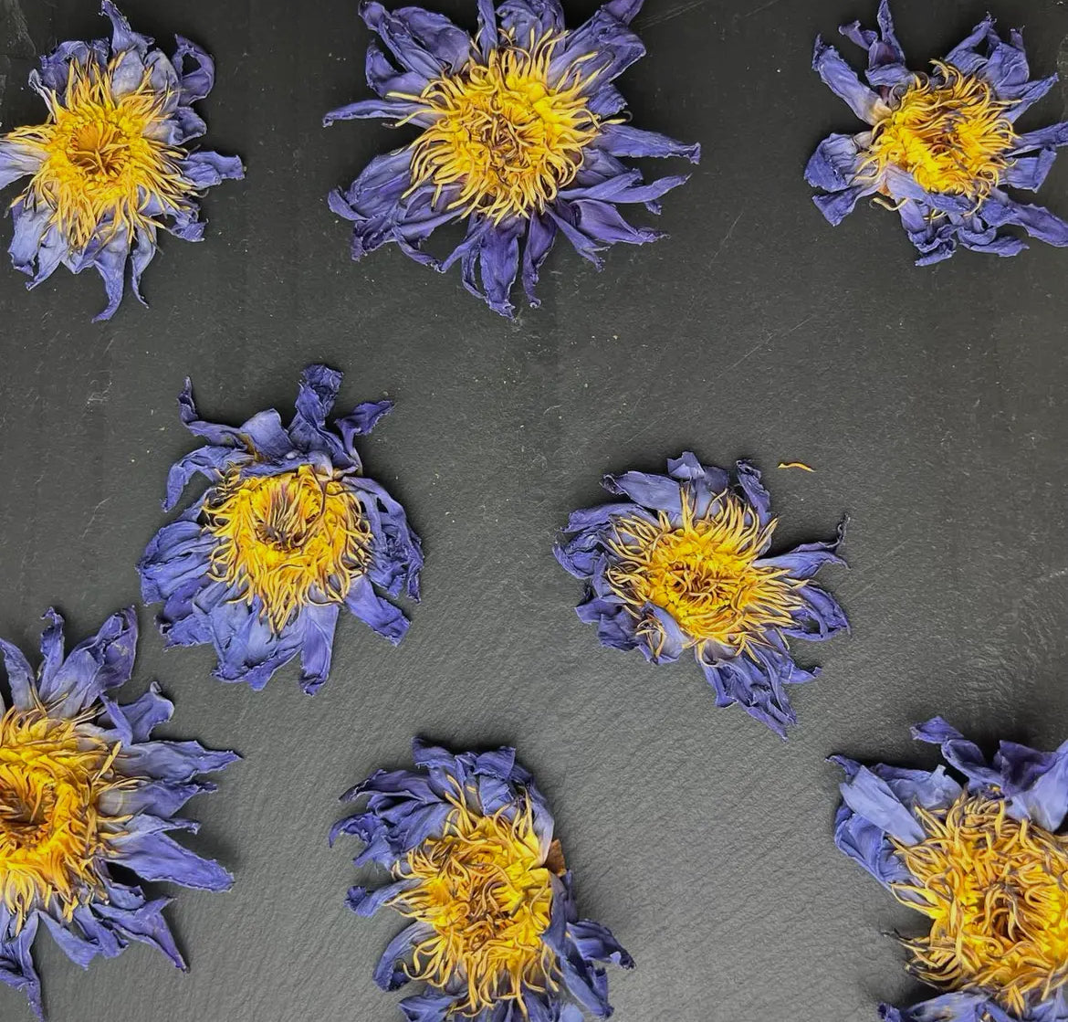 Blue Lotus