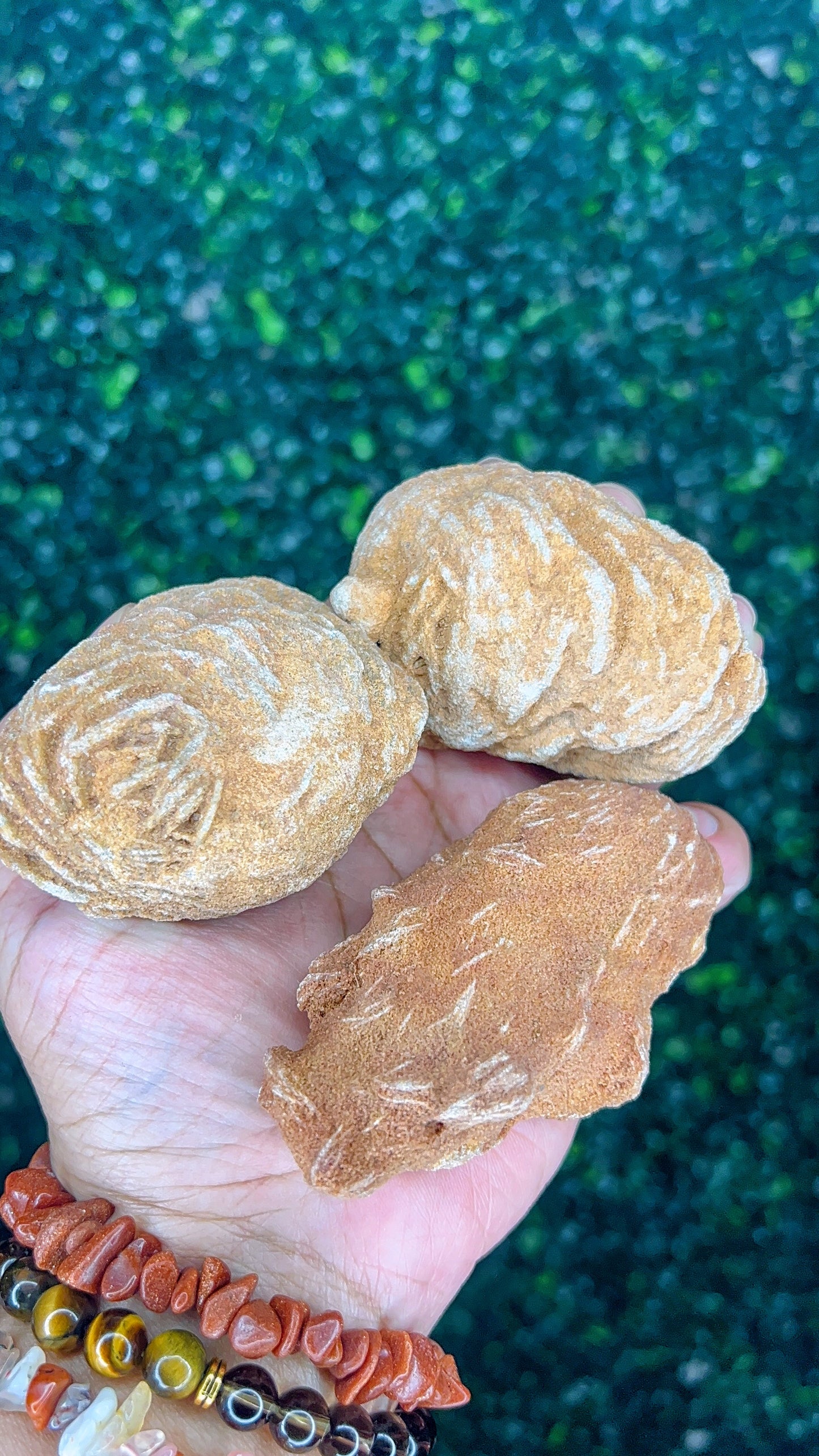 Desert Rose (Selenite Rose)|Raw