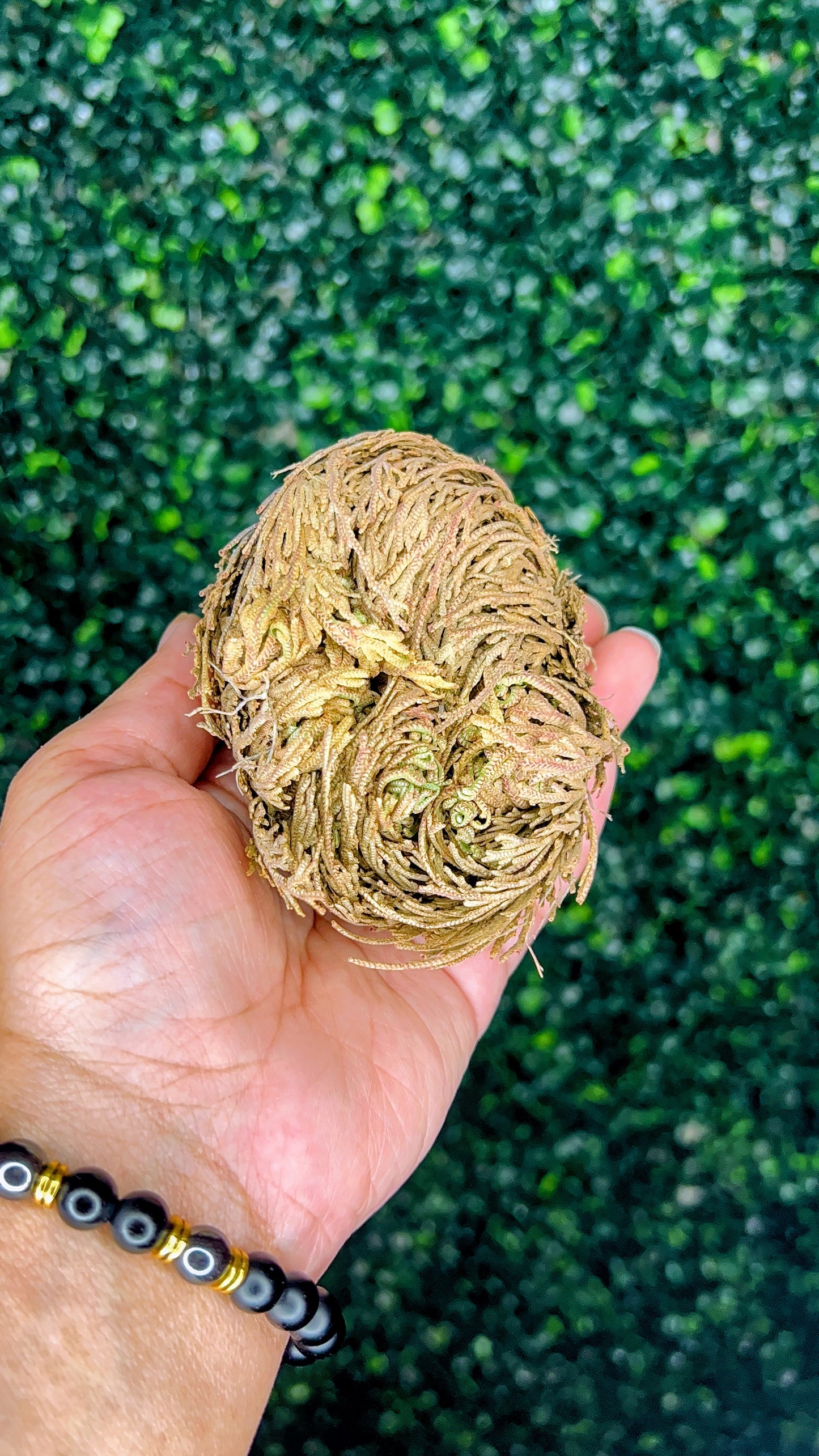 Rose Of Jericho
