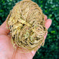 Rose Of Jericho