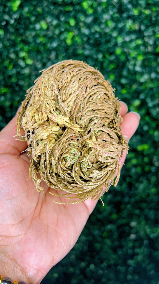 Rose Of Jericho