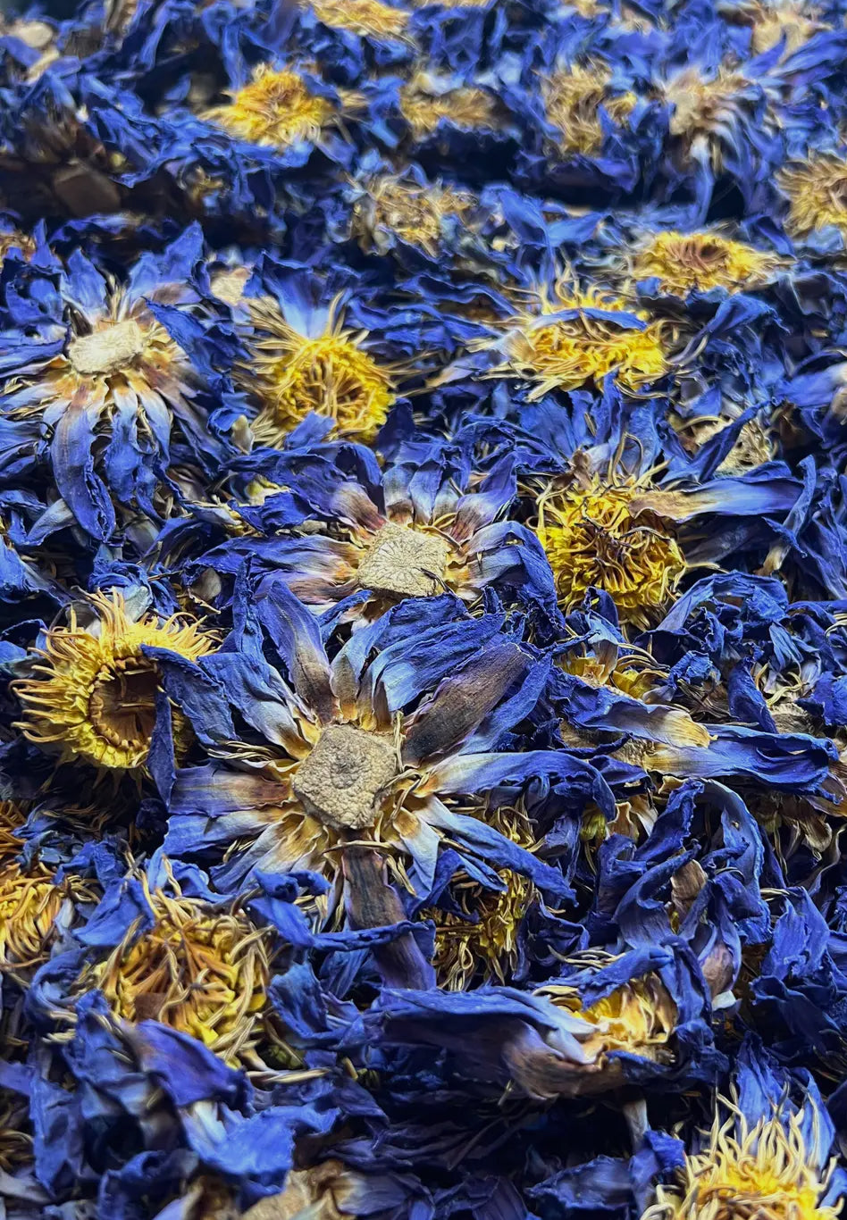 Blue Lotus