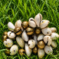 Sacred Currency | Cowrie Shell Bracelet