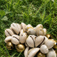 Sacred Currency | Cowrie Shell Bracelet
